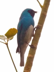Tersina viridis