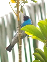 Tersina viridis