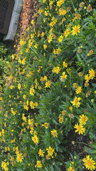 Euryops chrysanthemoides