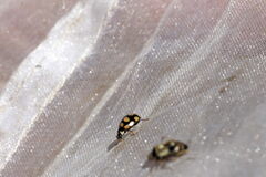 Coccinula quatuordecimpustulata
