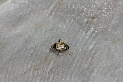 Polymerus
