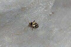 Polymerus