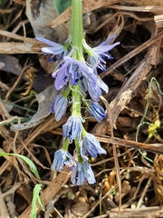 Hyacinthoides lingulata