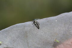 Coccinula quatuordecimpustulata