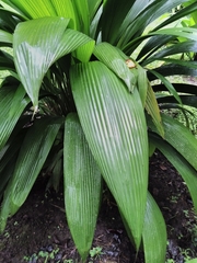 Molineria capitulata