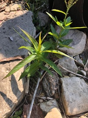 Eupatorium perfoliatum