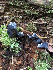 Helvella lacunosa