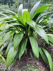 Molineria capitulata