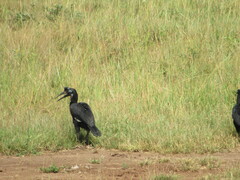 Bucorvus abyssinicus