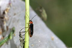 Cantharis flavilabris