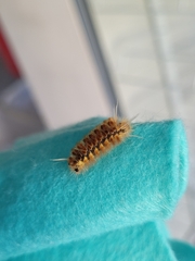 Phaegopterina