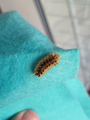 Phaegopterina