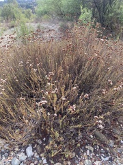 Eriogonum fasciculatum