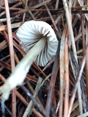 Mycena capillaripes
