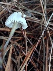 Mycena capillaripes