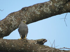 Falco ardosiaceus