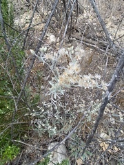 Pseudognaphalium microcephalum