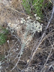 Pseudognaphalium microcephalum