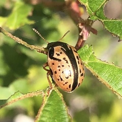 Calligrapha philadelphica
