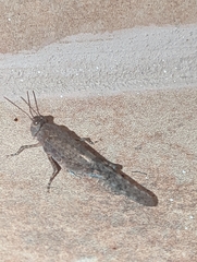 Sphingonotus rubescens