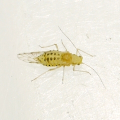 Calaphidinae