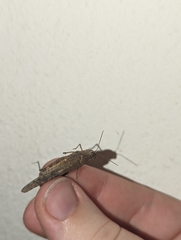 Sphingonotus rubescens
