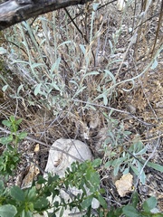 Pseudognaphalium microcephalum