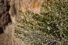 Brickellia microphylla microphylla