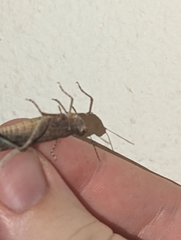 Sphingonotus rubescens