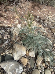 Erythrostemon gilliesii