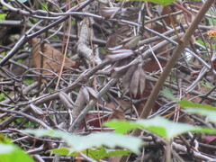 Gelsemium sempervirens