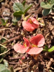 Macroptilium gibbosifolium