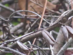 Gelsemium sempervirens