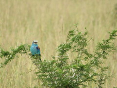 Coracias abyssinicus