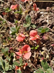 Macroptilium gibbosifolium