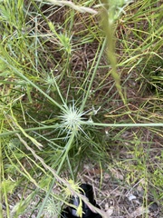 Eryngium ovinum