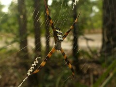 Argiope aetherea