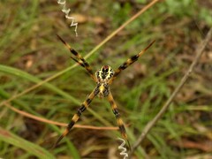 Argiope aetherea