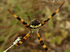 Argiope aetherea