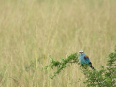 Coracias abyssinicus