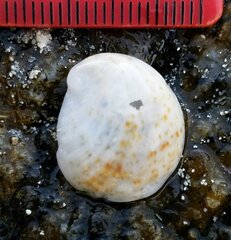 Bostrycapulus aculeatus