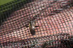 Adelphocoris seticornis