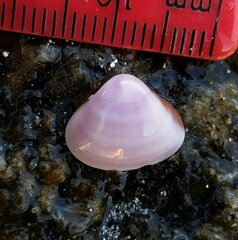 Tivela