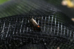 Adelphocoris seticornis