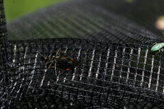 Adelphocoris seticornis