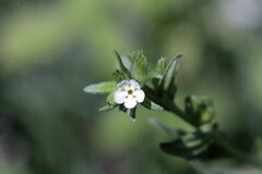 Lithospermum officinale