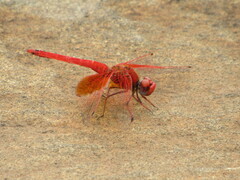 Brachythemis lacustris