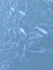 Alosa pseudoharengus