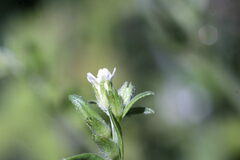 Lithospermum officinale