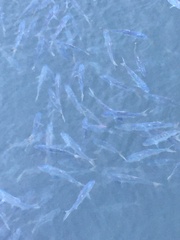 Alosa pseudoharengus